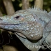 iguana_blue_qebp_gc_h_0194_cay0665.jpg